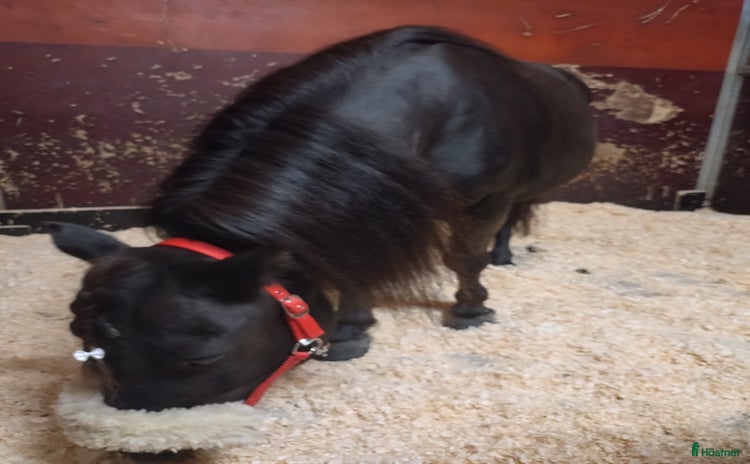  hästar i Lövstabruk - Annons 10