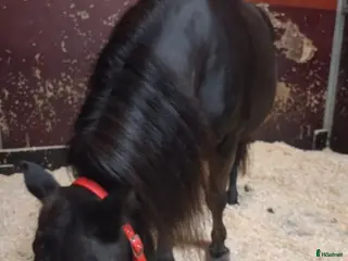 hästar Shettissto 17 år. i Lövstabruk - Annons 15