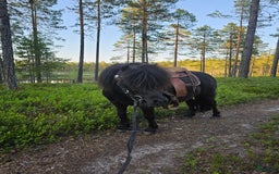 Sällskap hästar till salu: Vacker söt liten ponny i Venjan - Bild 5