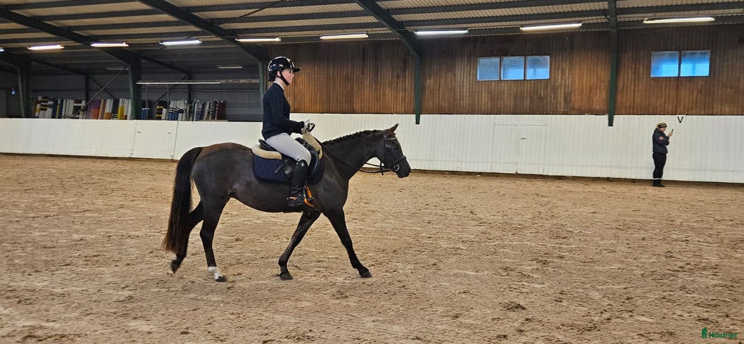 Dressyr hästar till salu: Ljuvligt sto  i Hjärnarp - Annons 2