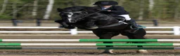 Hoppning hästar till salu: New Forest pony stallion, Horshaka Mighty Don - Annons 11