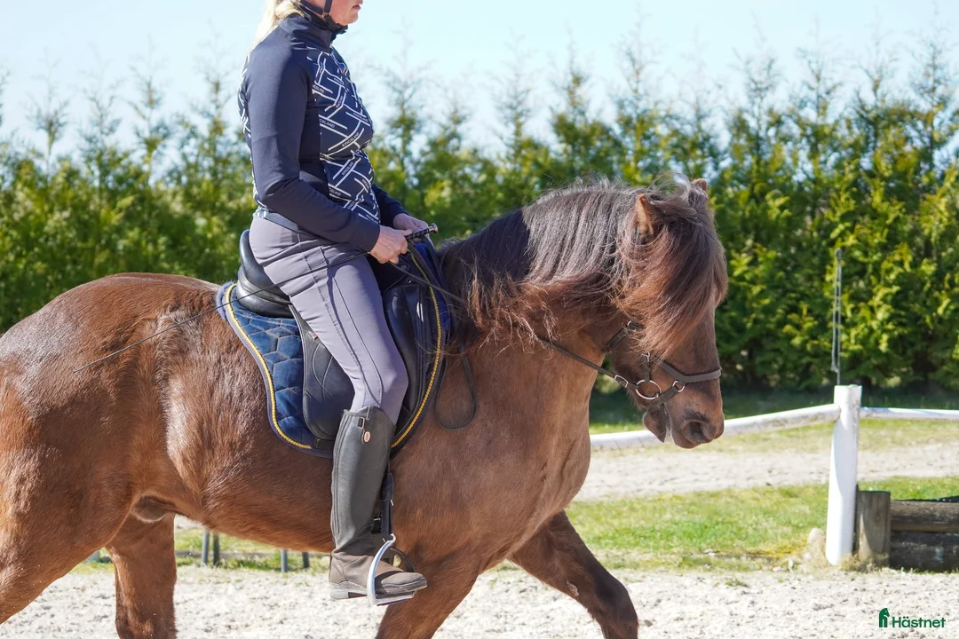 Island hästar till salu: Trevlig islandsvalack – fin läromästare  - Annons 13