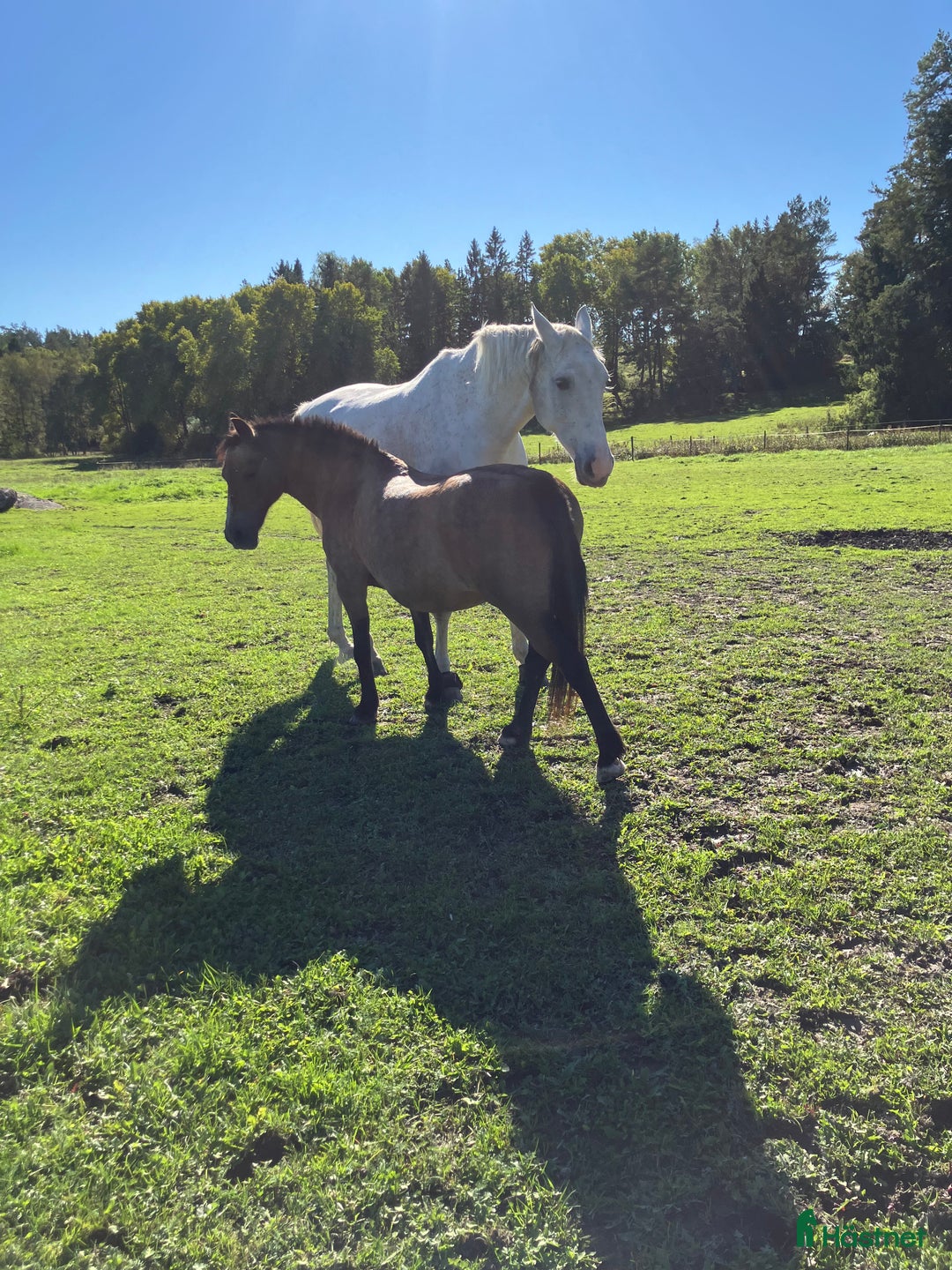 Allround hästar sökes: Medryttare sökes  i Åkersberga - Annons 4