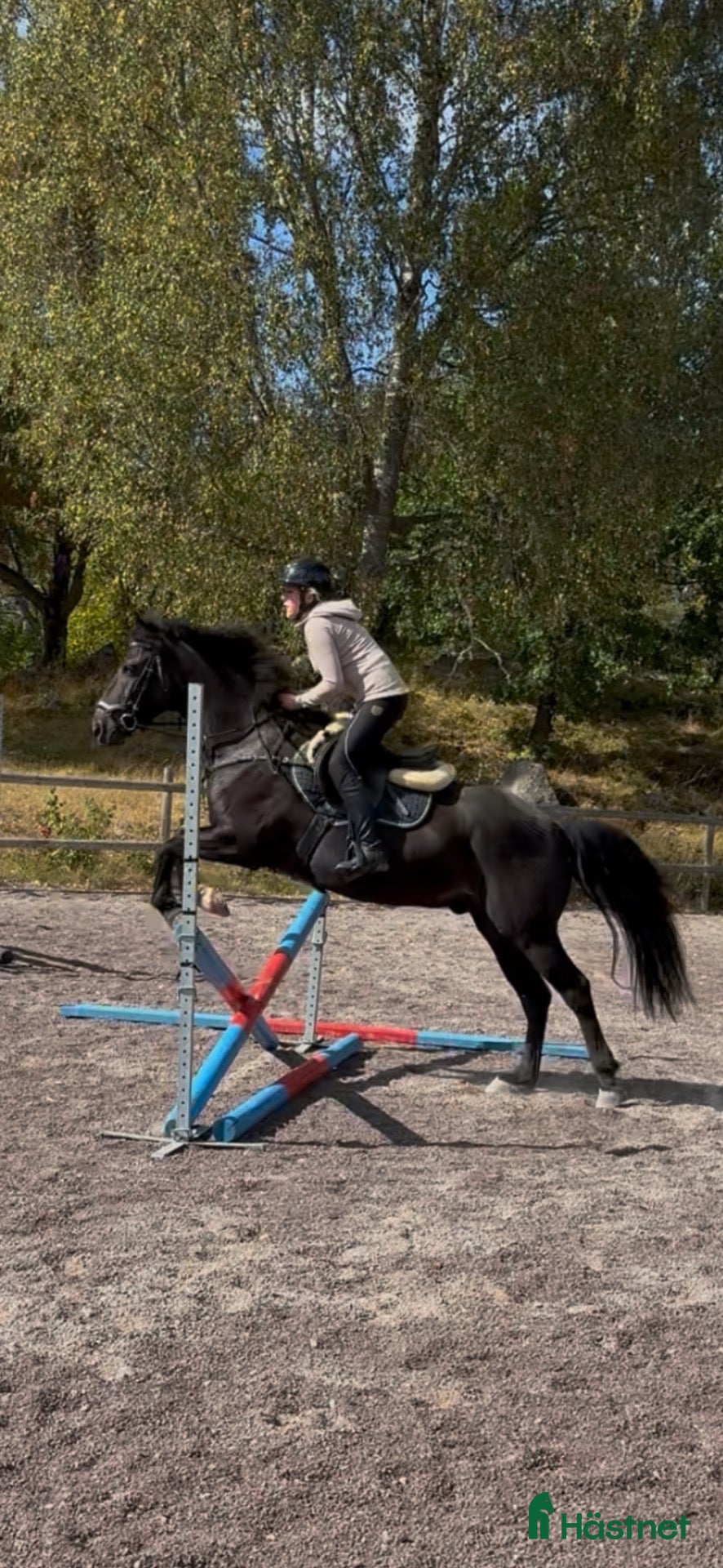 hästar D-ponny köpes - Annons 7