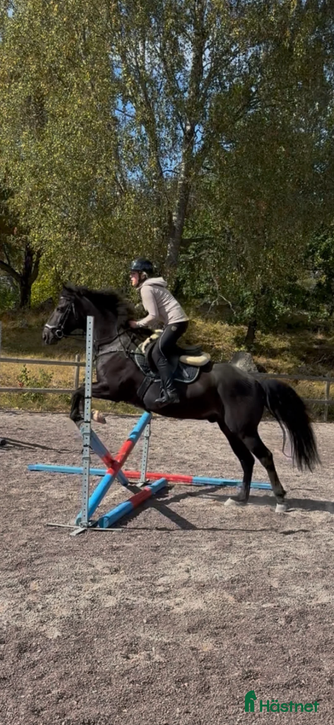 Allround hästar sökes: D-ponny köpes i Ödeshög - Annons 1