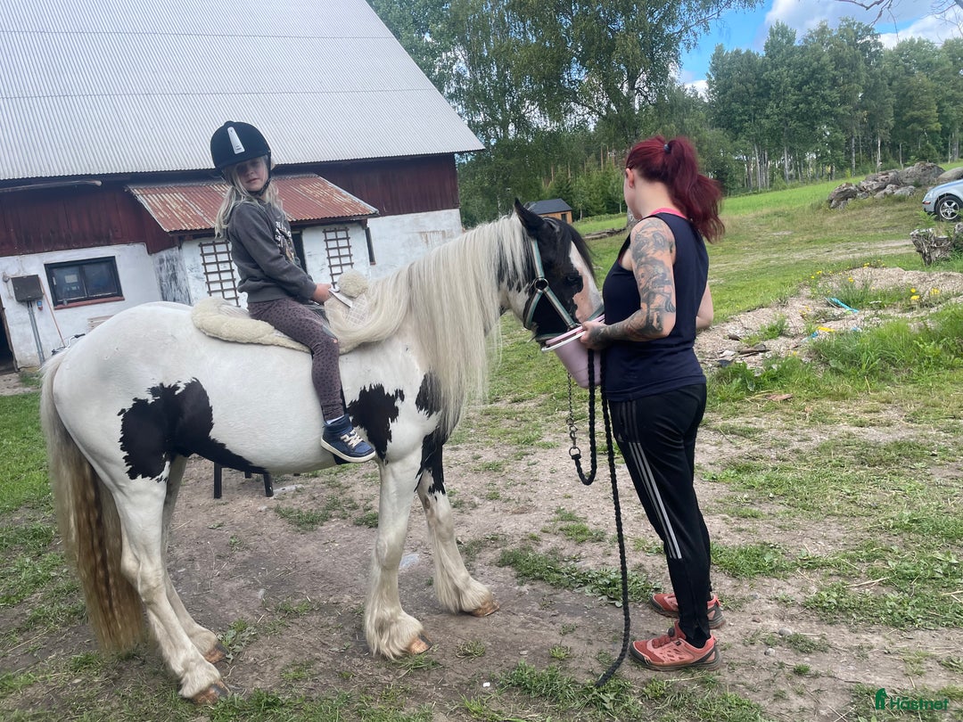 Allround hästar till salu: Fodervärd sökes  i Myresjö - Annons 12