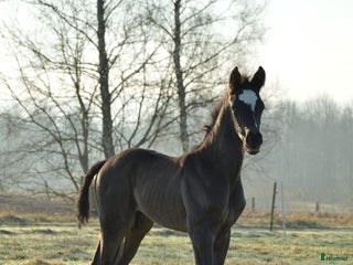 Dressyr hästar till salu: Charmigt svart hingstföl i Gällstad - Annons 2
