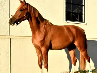 hästar Ädel Valack i Ljungby - Annons 10