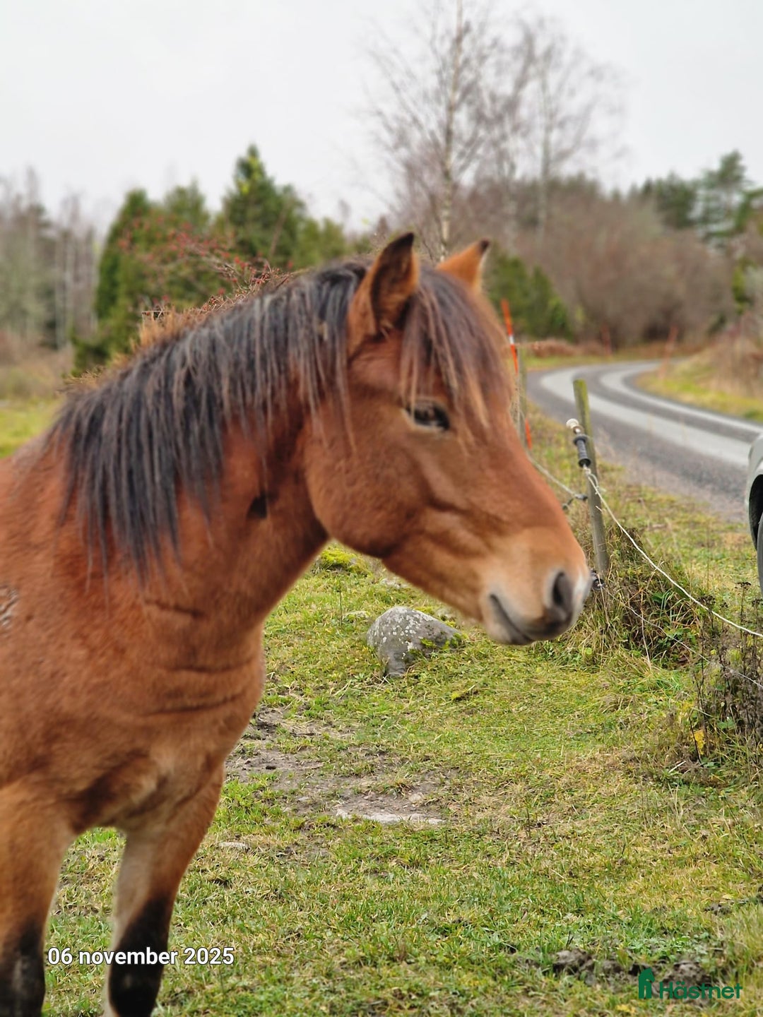 Allround hästar till salu: Hingstämne i Lövstabruk - Annons 1
