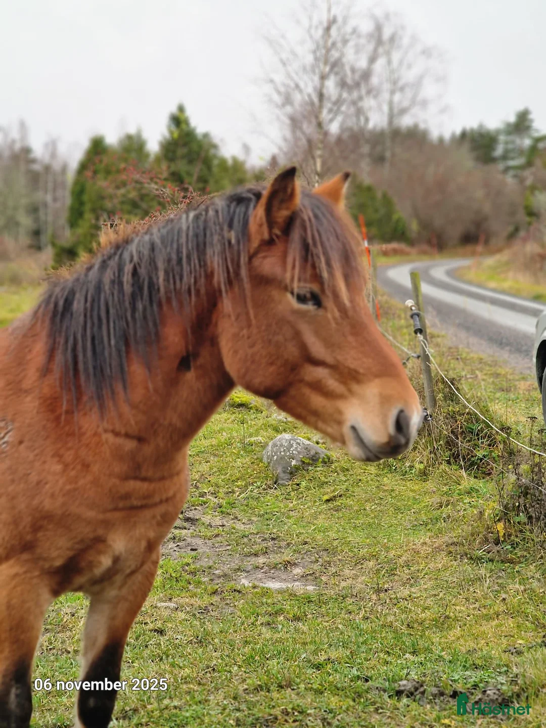 Allround hästar till salu: Käck kille - Annons 1