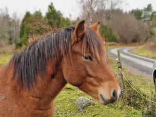 Allround hästar till salu: Käck kille - Annons 2