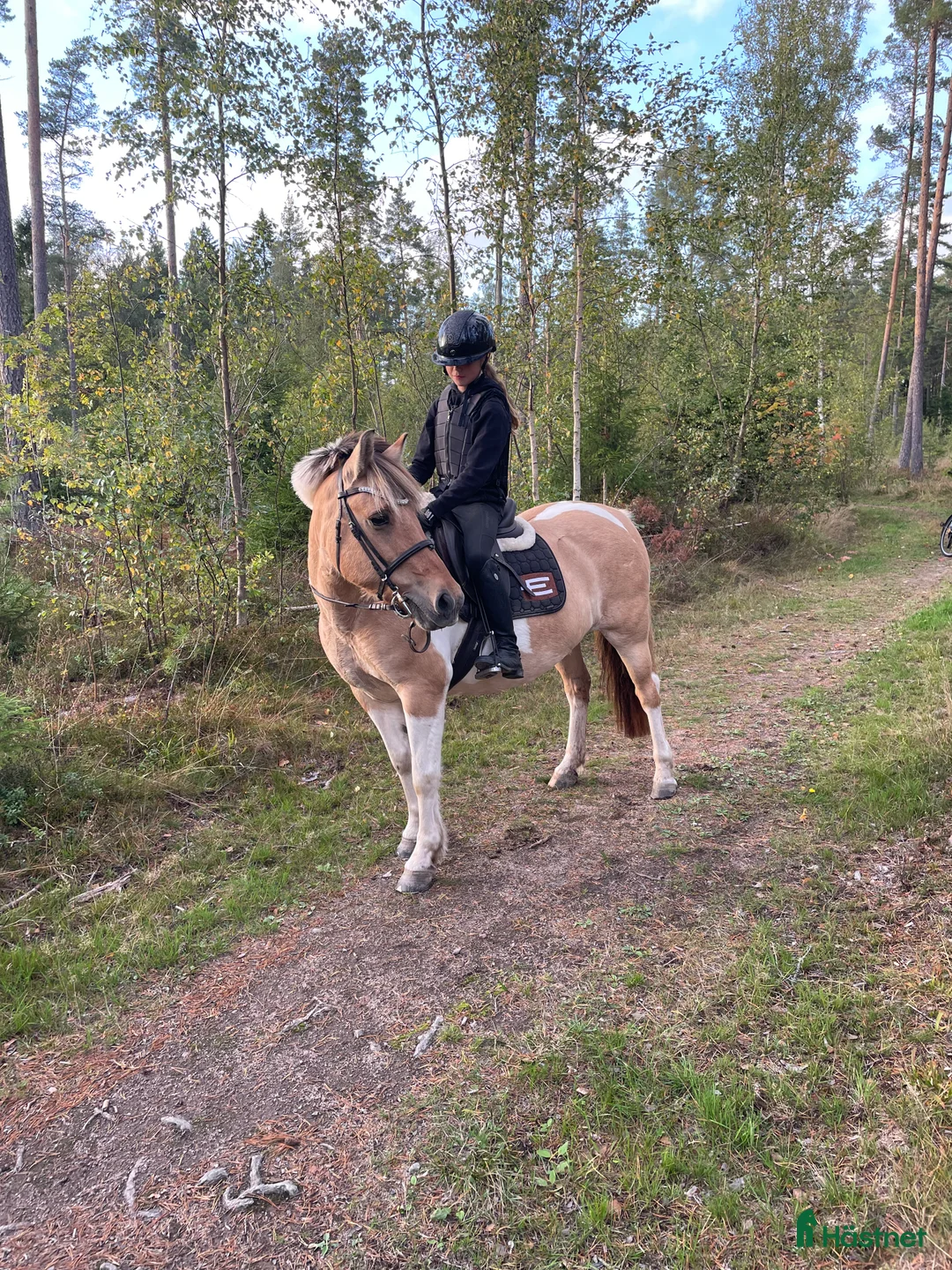 Allround hästar till salu: Litet c-ponny sto - Annons 1