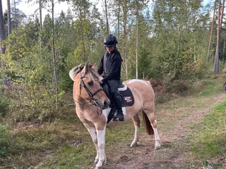 hästar Litet c-ponny sto - Annons 18