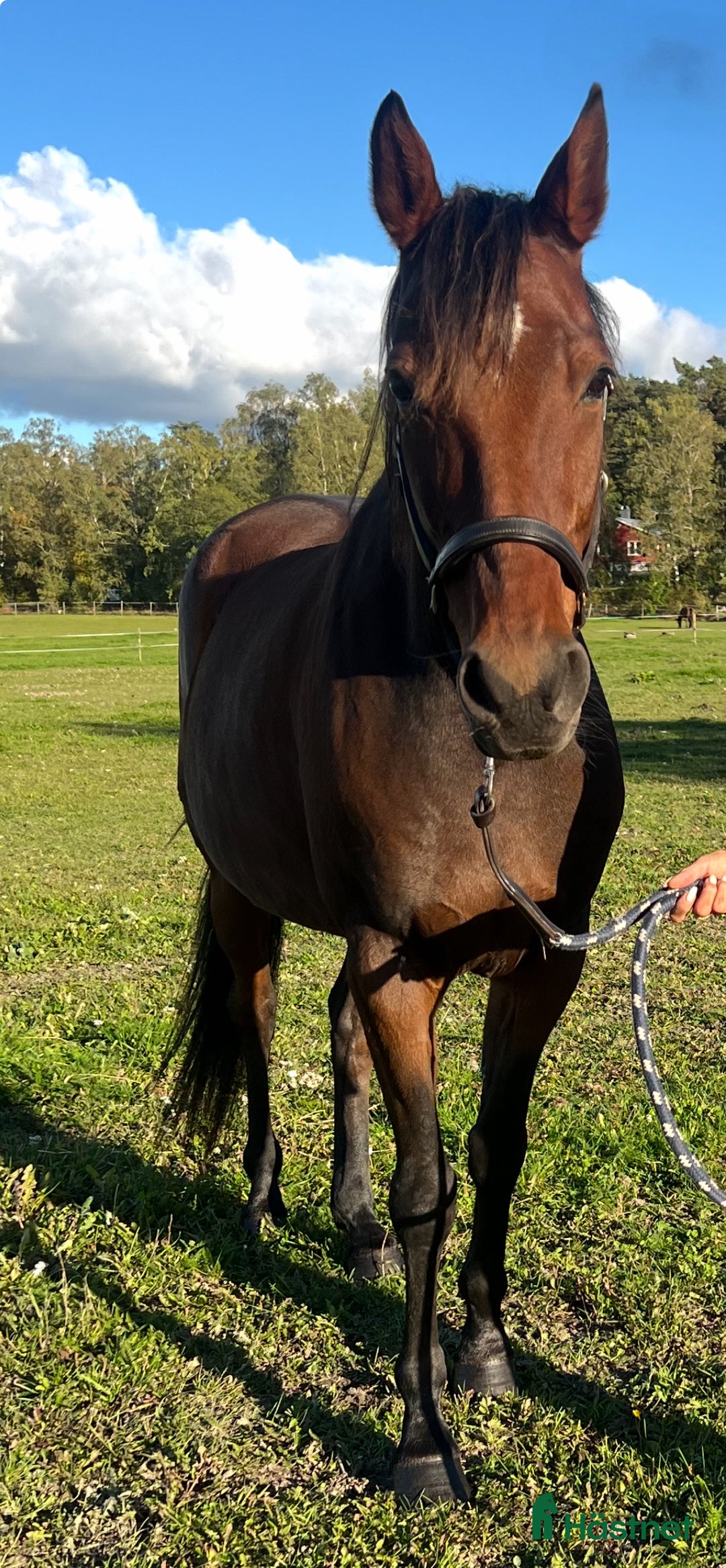 Allround hästar till salu: FANCY RIDE - snäll bästa vän med potential i Adelsö - Annons 3