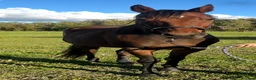 Allround hästar till salu: FANCY RIDE - snäll bästa vän med potential - Annons 3