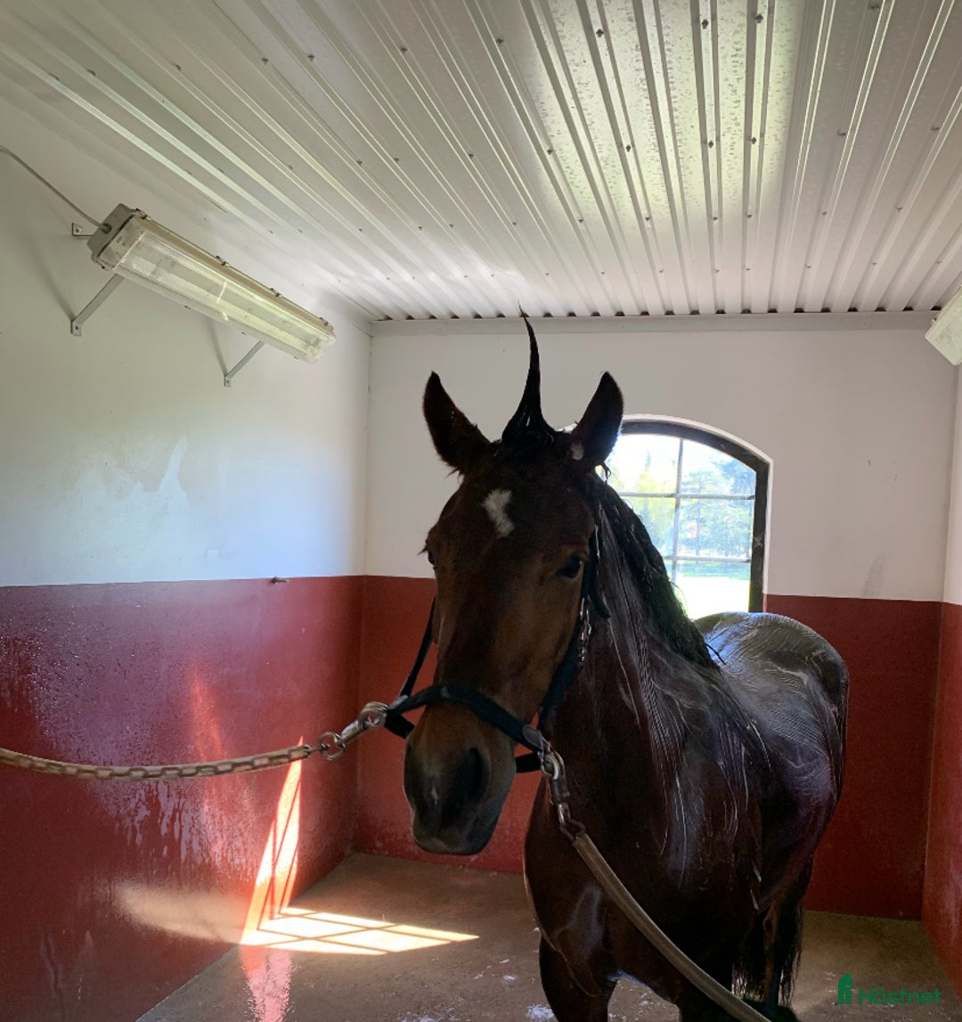 Sällskap hästar till salu: Underbar Welsh Cob i Uppsala - Bild 3