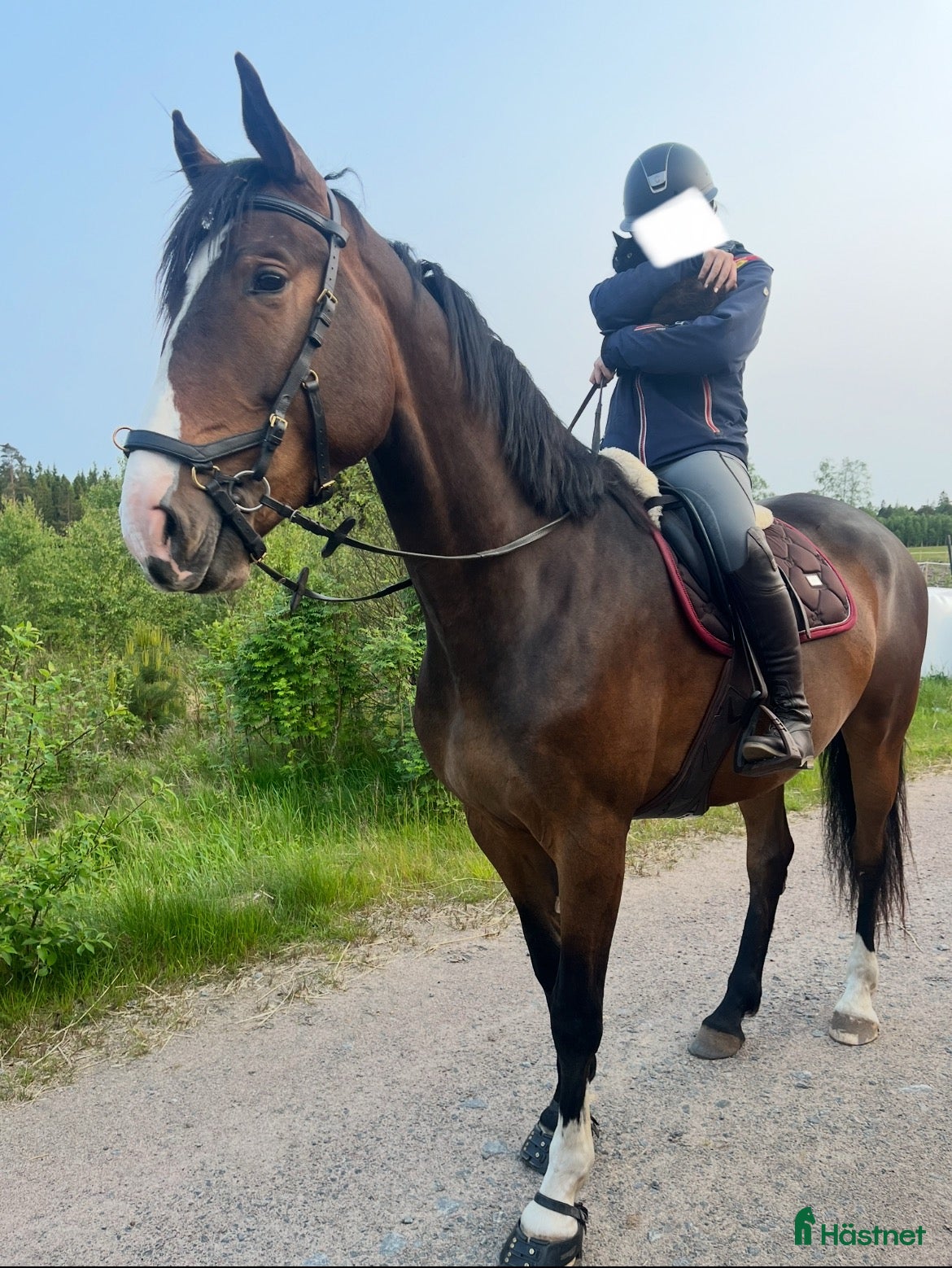  hästar Sto ee. Cardento söker nytt hem  i Långaryd - Annons 20