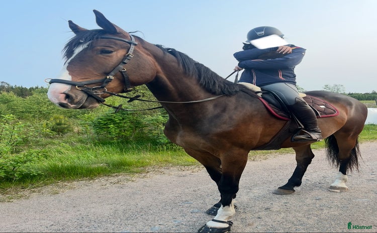  hästar i Långaryd - Annons 4