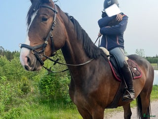 hästar Sto ee. Cardento söker nytt hem i Långaryd - Annons 20