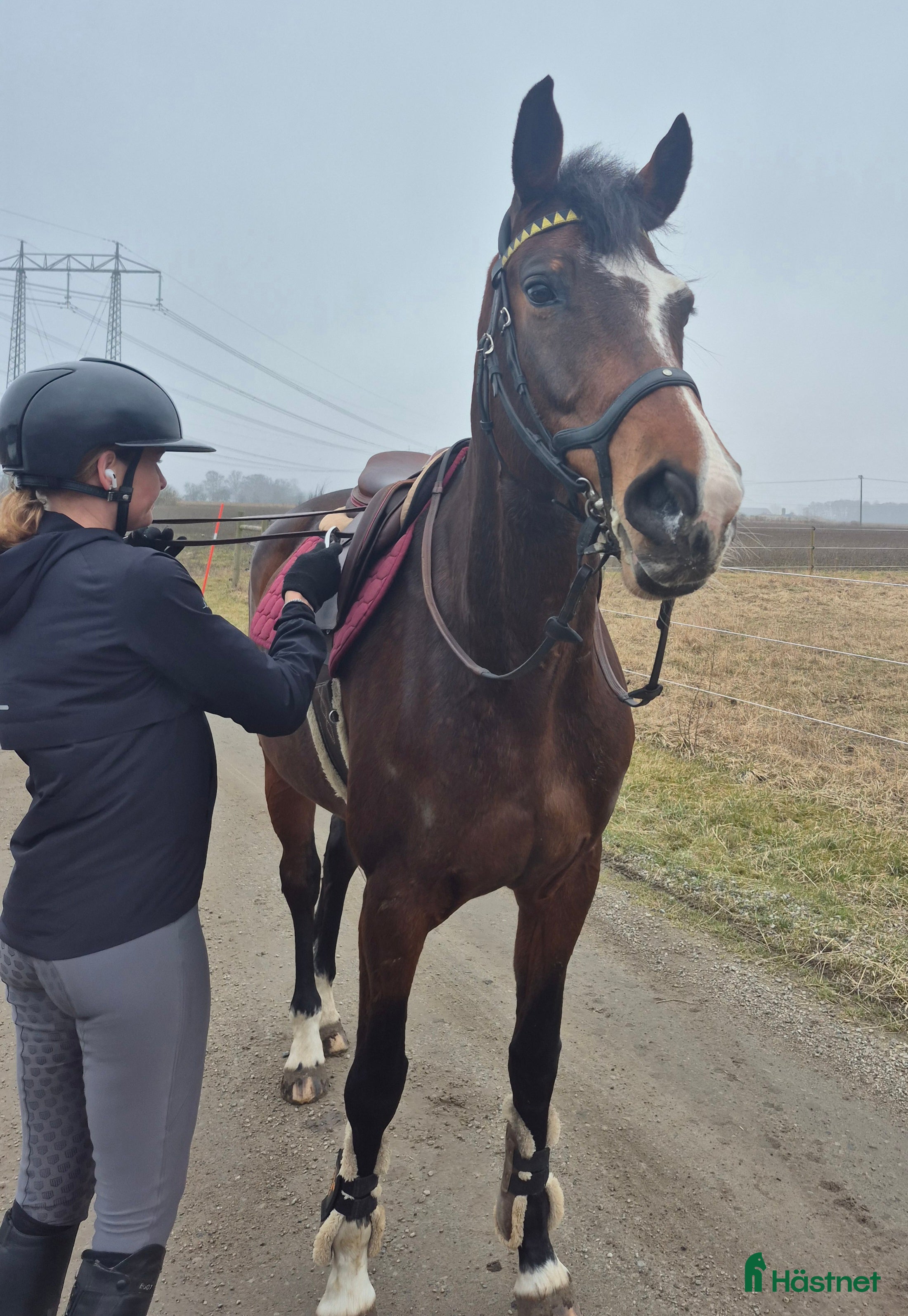  hästar Sportigt stabilt sto  - Annons 8