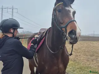 hästar Sportigt stabilt sto - Annons 8