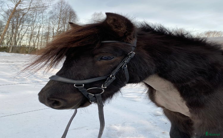 Träns hästutrustning till salu i Boden - Annons 10