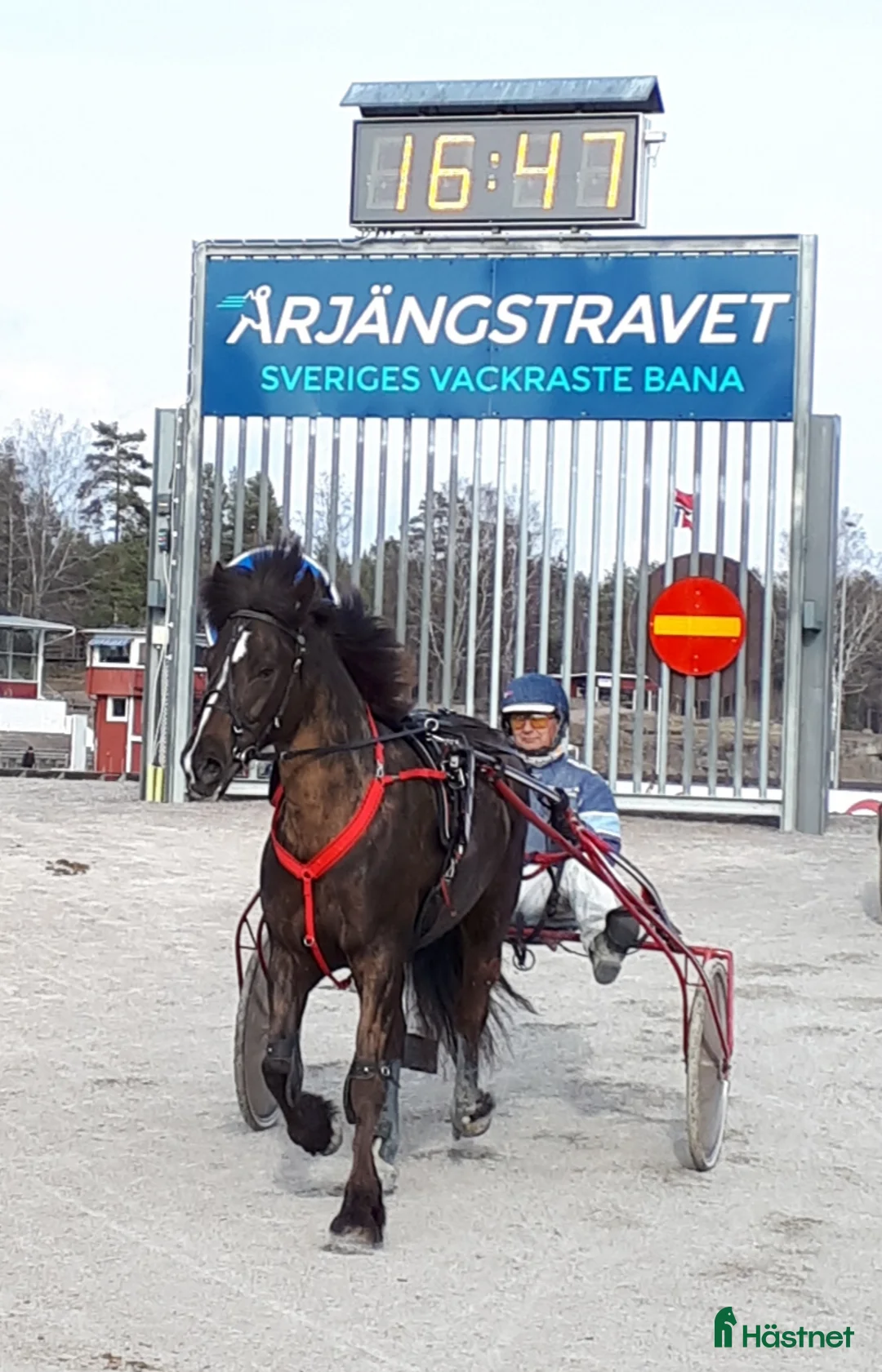 Allround hästar till salu: Lella söker nya äventyr som skogsmulle//Avel  i Säffle - Annons 5