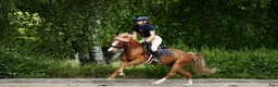 Hoppning hästar till salu: Top jumping pony! C-group - Annons 5