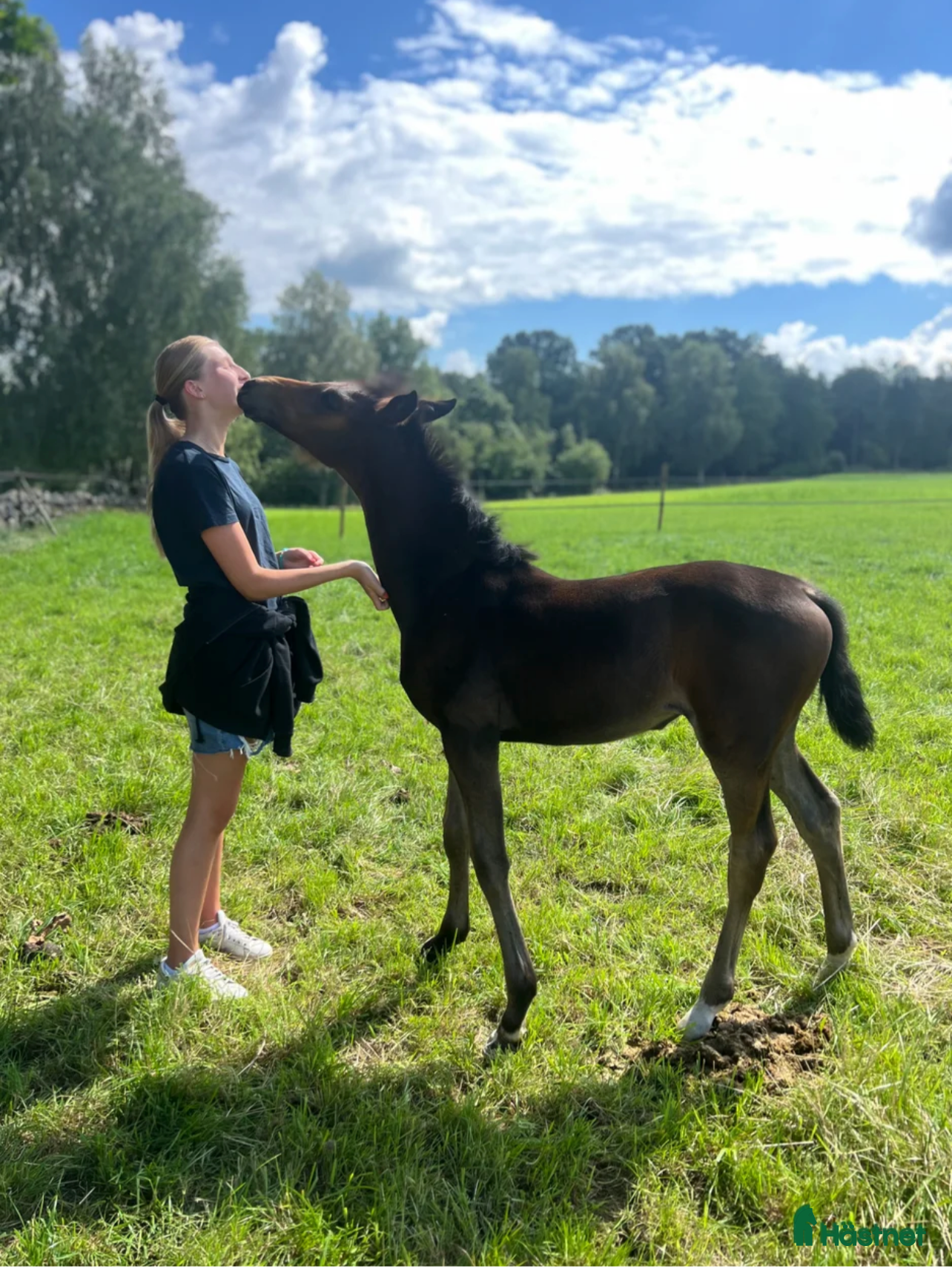  hästar Häst/bästa vän sökes - Annons 8