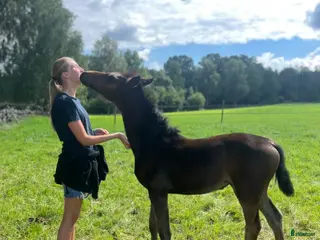 hästar Häst/bästa vän sökes - Annons 11