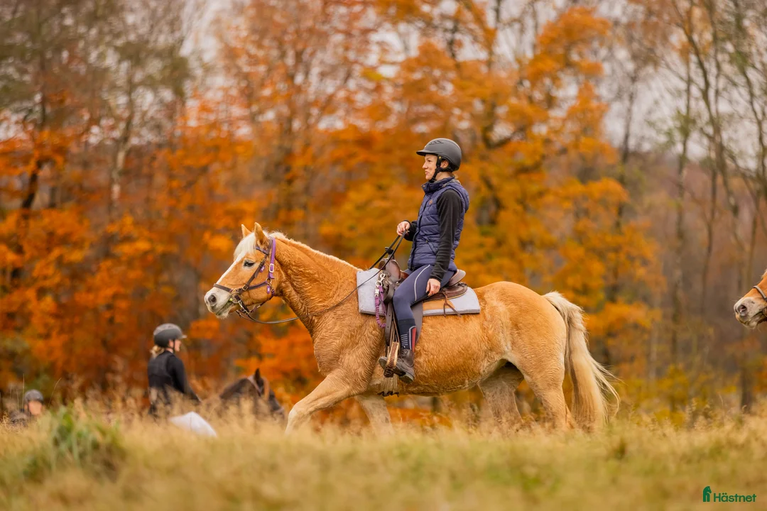 Allround hästar till salu: Skogsmulle söker nytt hem!  i Ljungbyhed - Annons 2