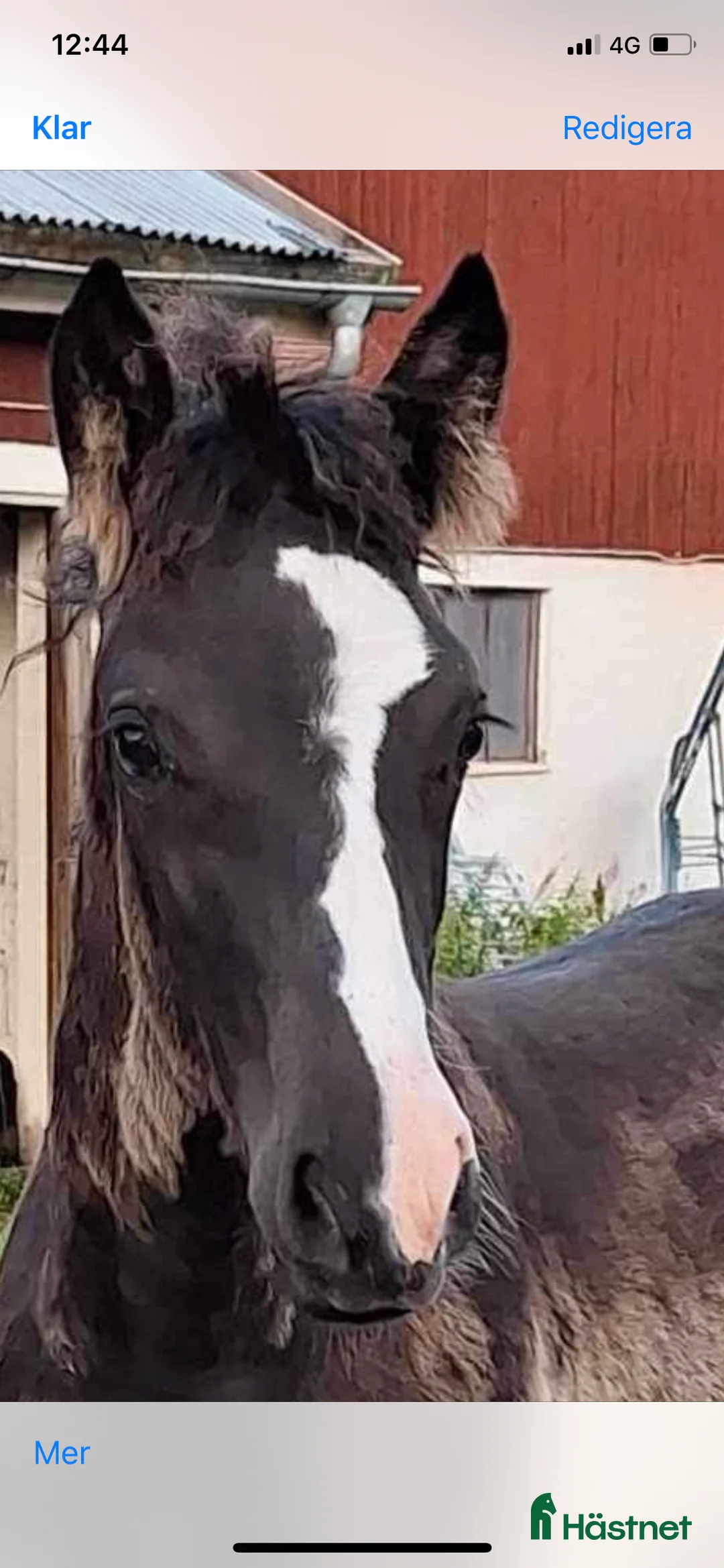 Trav hästar till salu: Snällt kallblodsto i Västra Ämtervik - Annons 3