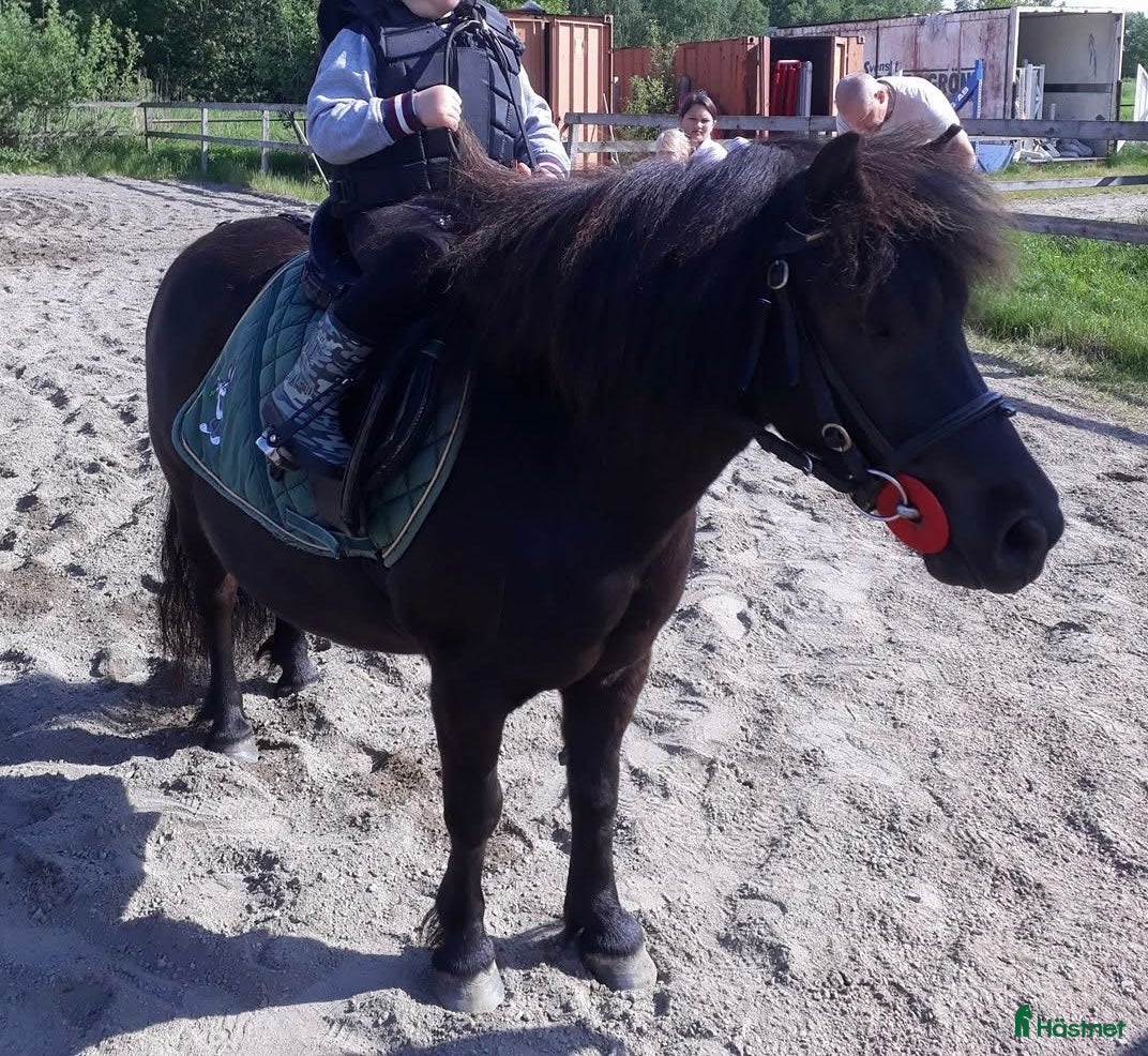  hästar Genomsnäll barnponny - Annons 1