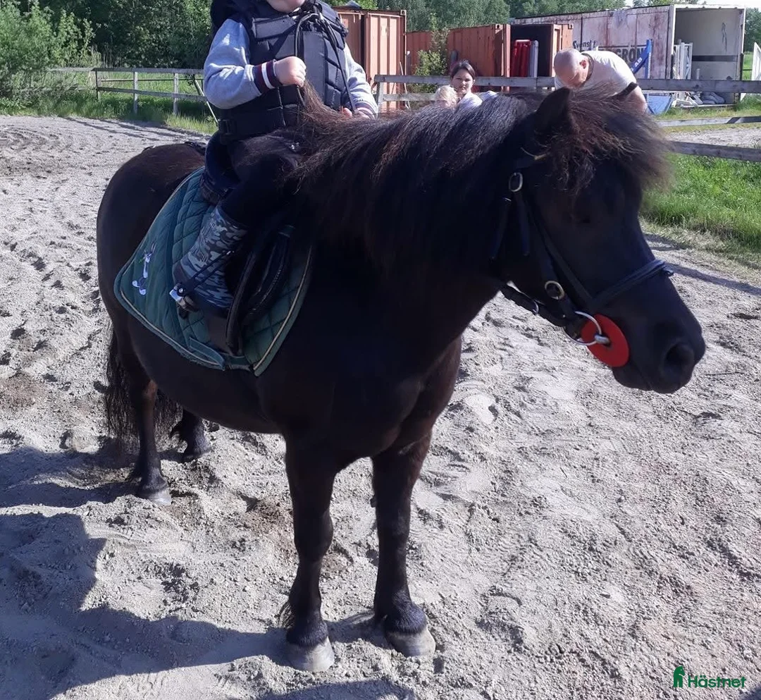 Allround hästar till salu: Genomsnäll barnponny - Annons 1