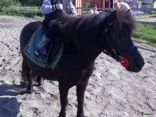 hästar Genomsnäll barnponny - Annons 1