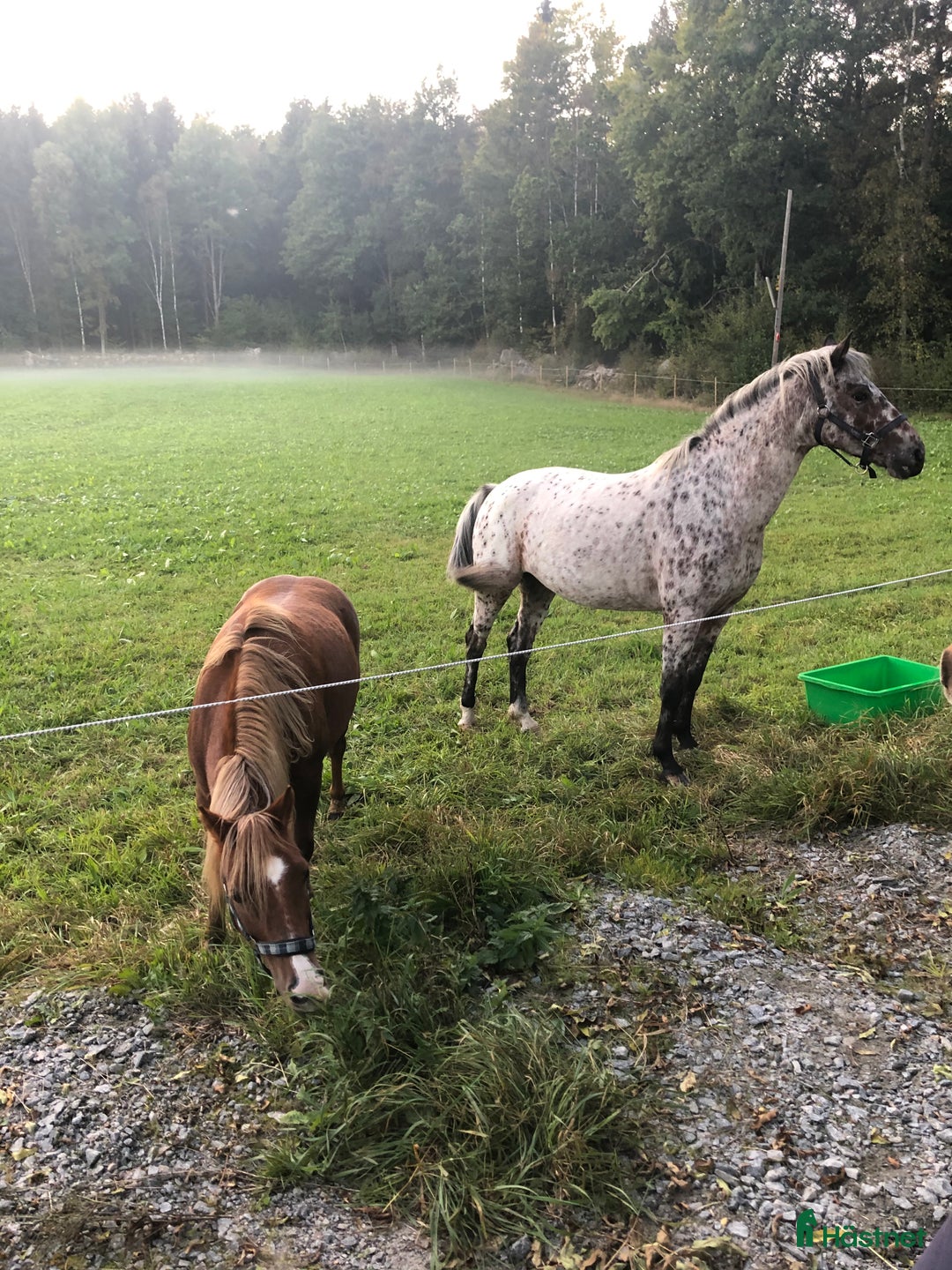 Allround hästar till salu: B-ponnyn Sune  i Kalmar - Annons 3