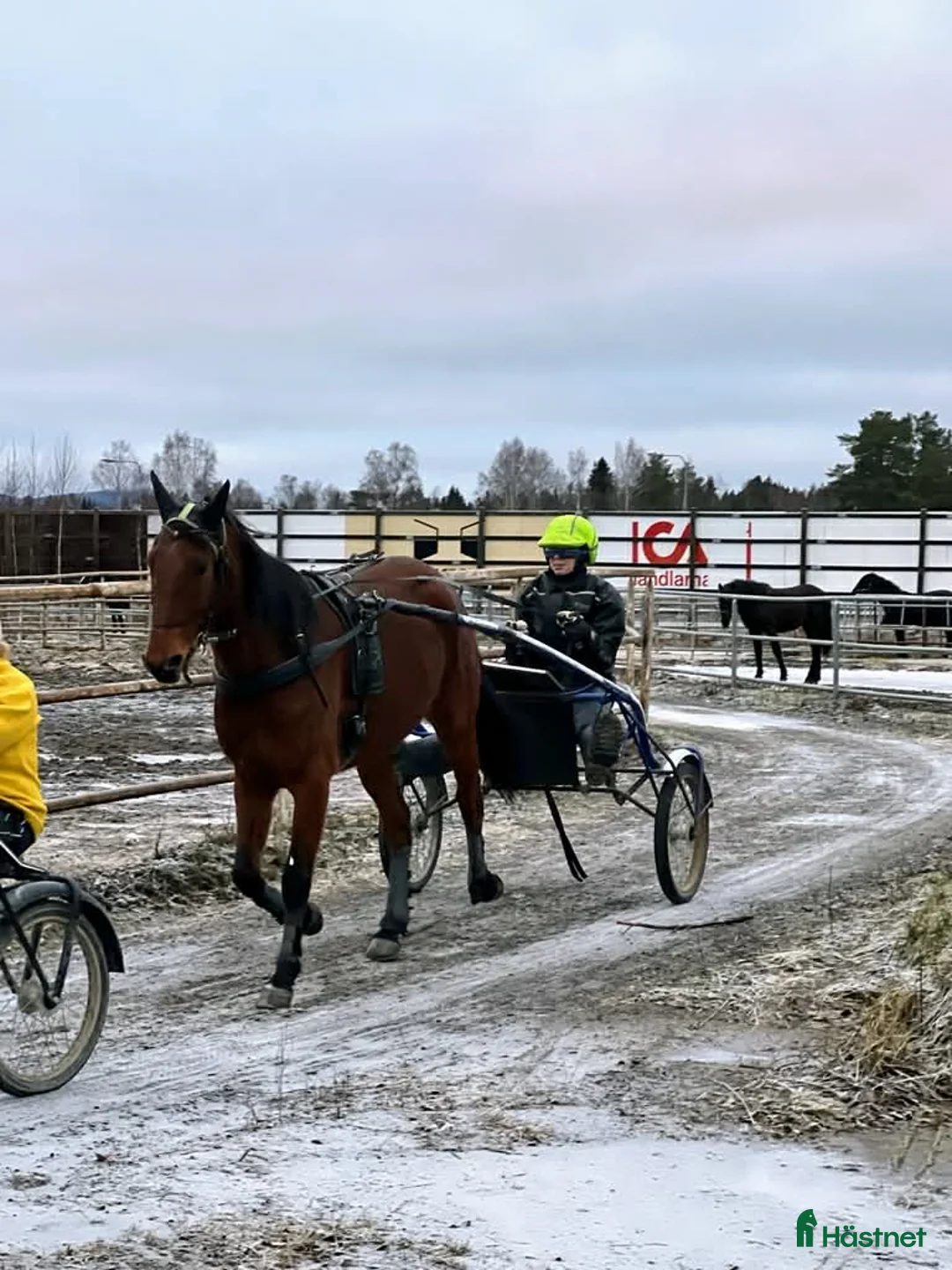 Allround hästar till salu: Fin kille söker nytt hem  - Annons 5