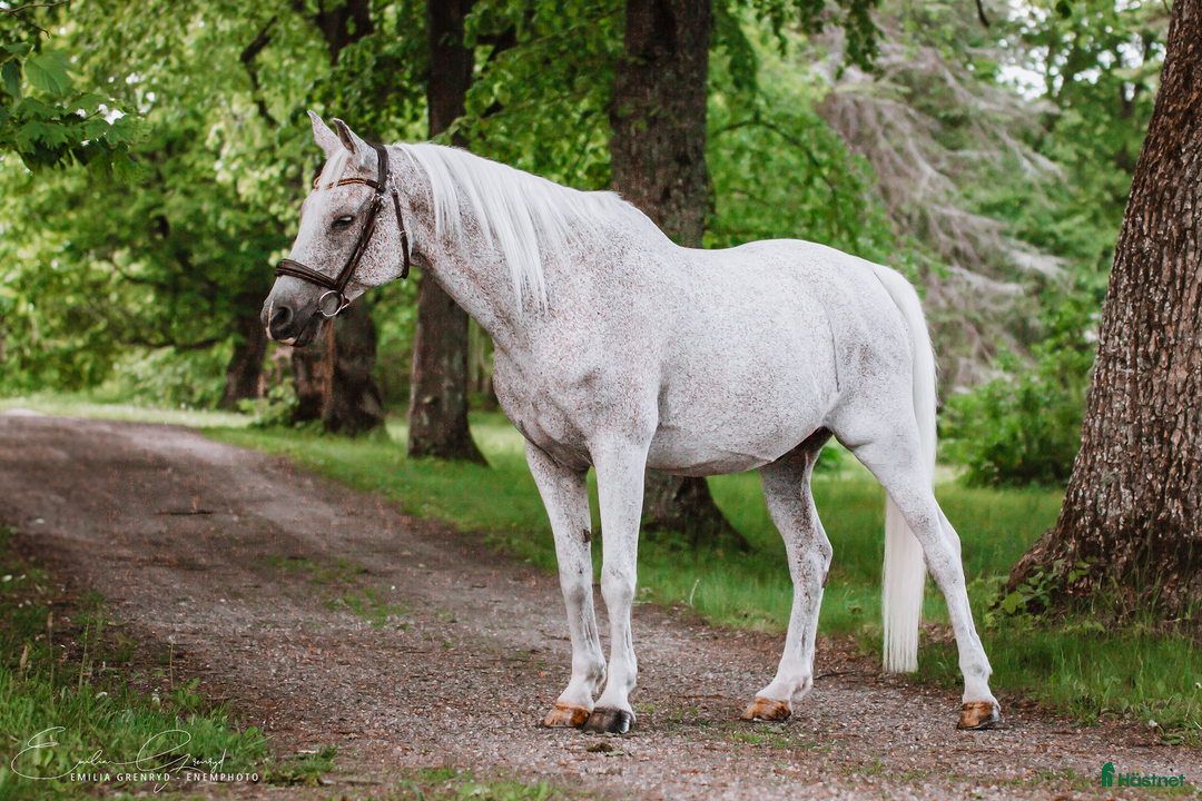 Allround hästar till salu: Fantastiskt trygg och välutbildad arabvalack i Eskilstuna - Annons 4