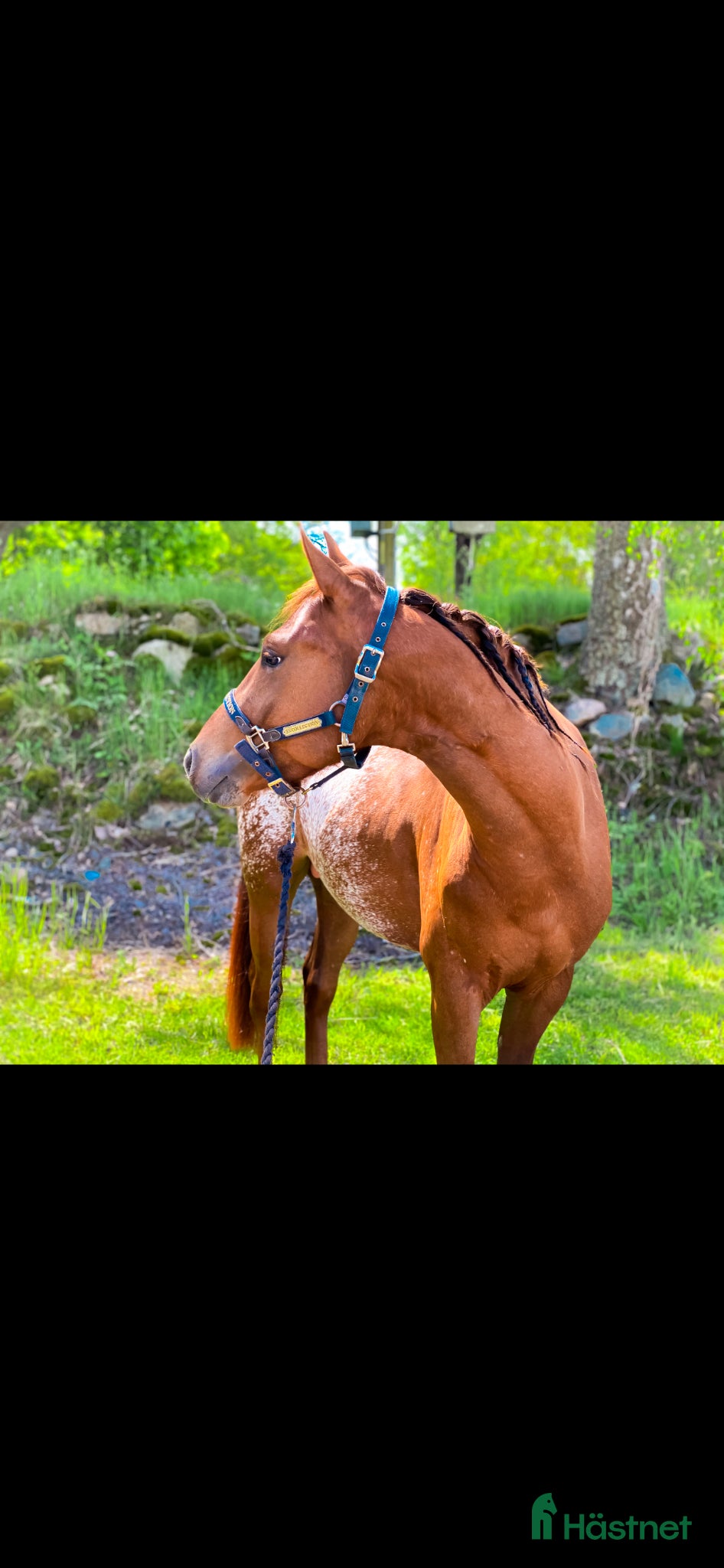  hästar Genom go kille tillsalu till rätt hem 🏡  - Annons 5