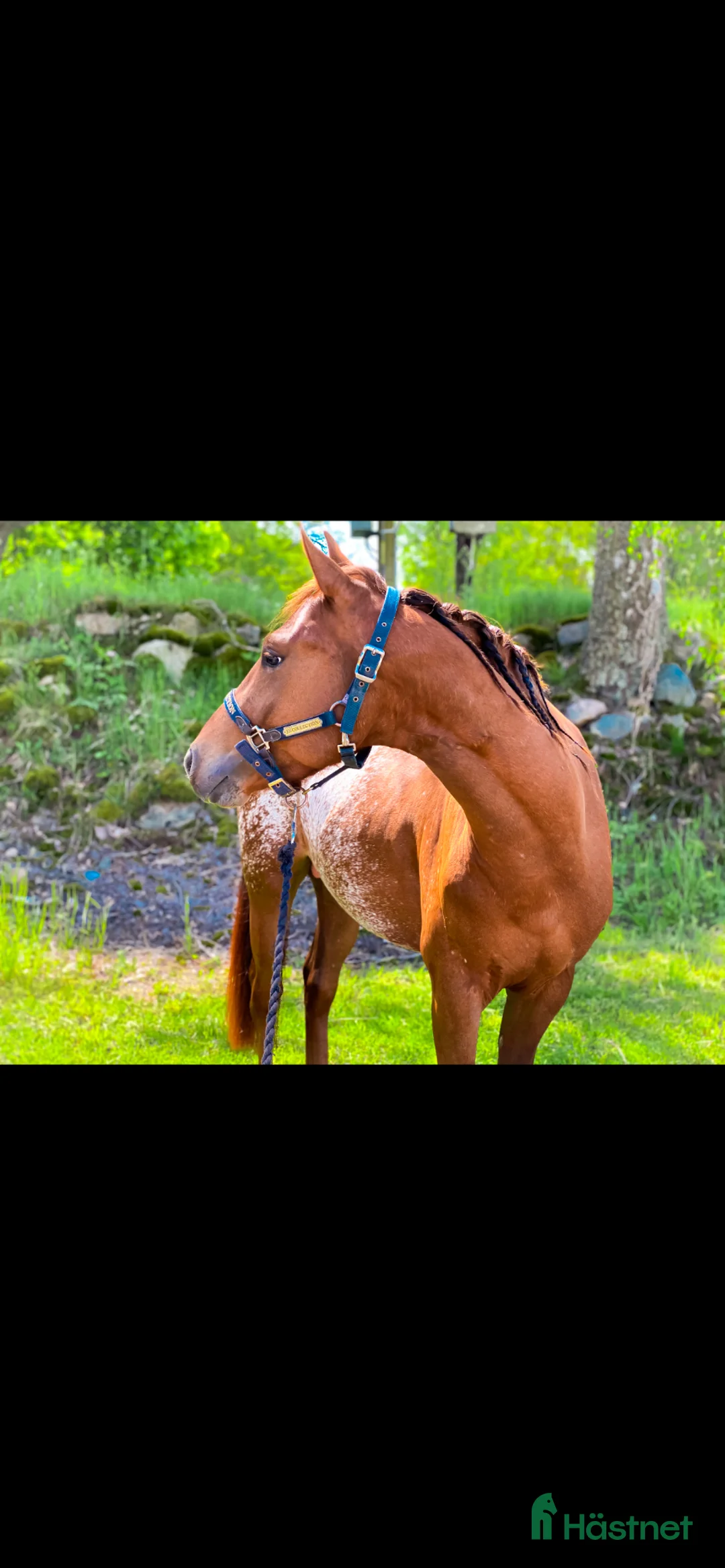 Allround hästar till salu: Genom go kille tillsalu till rätt hem 🏡  i Lilla Edet - Annons 1
