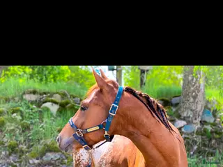 hästar Genom go kille tillsalu till rätt hem 🏡 - Annons 5