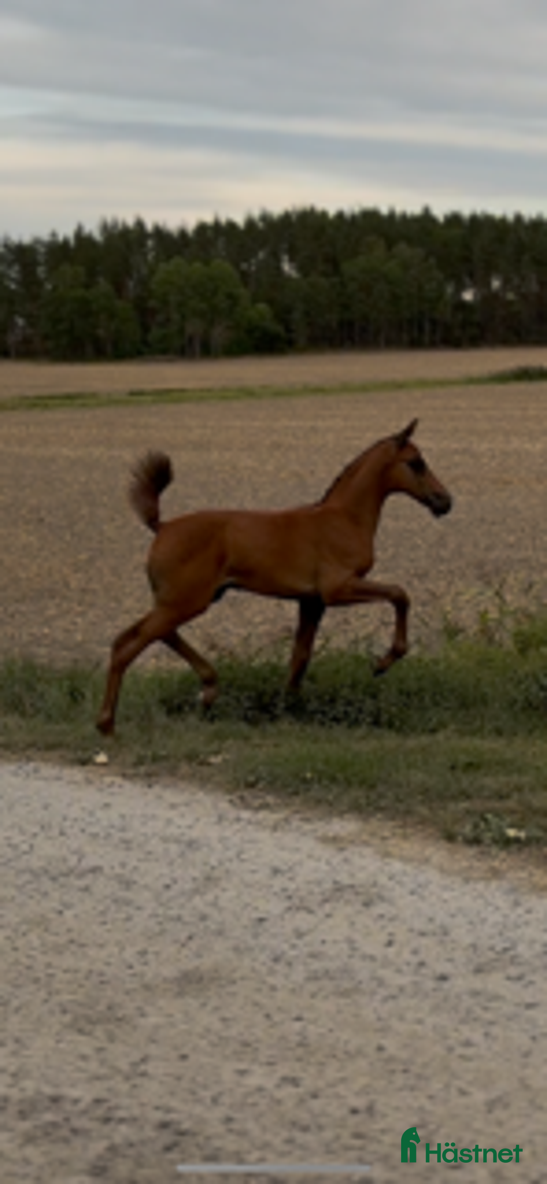 Hoppning hästar till salu: Jonsbergs Cavec (SWB-Hingst) i Vikbolandet - Annons 2