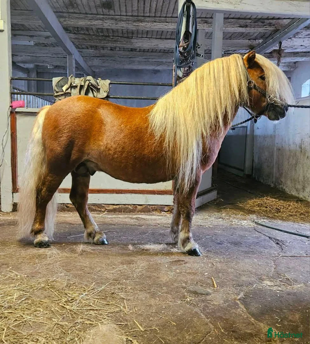 Utställning hästar till salu: Mycket fin avelshingst säljes! - Annons 1