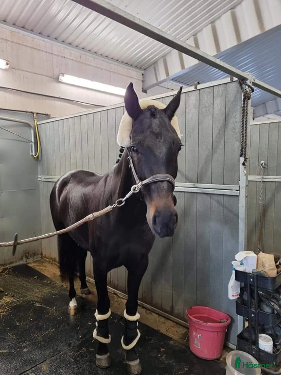 Dressyr hästar till salu: 8-årig allroundtalang - Annons 4