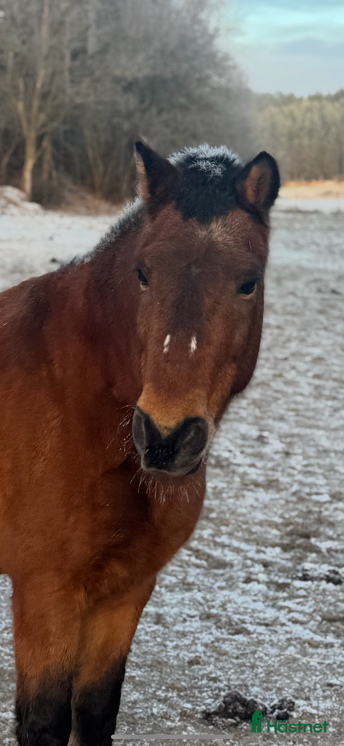  hästar  Fantastisk läromästare  - Annons 1