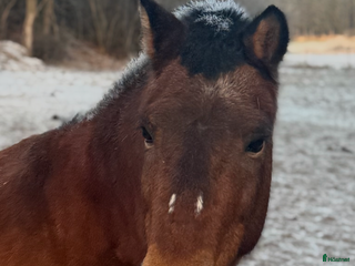 hästar Fantastisk läromästare - Annons 1