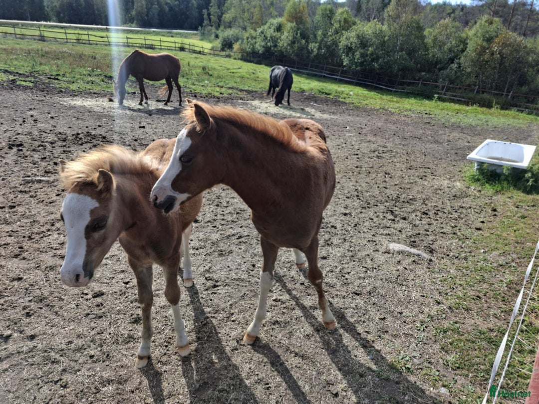 Allround hästar till salu: Två halvbröder söker nytt hem i Ilsbo - Annons 1