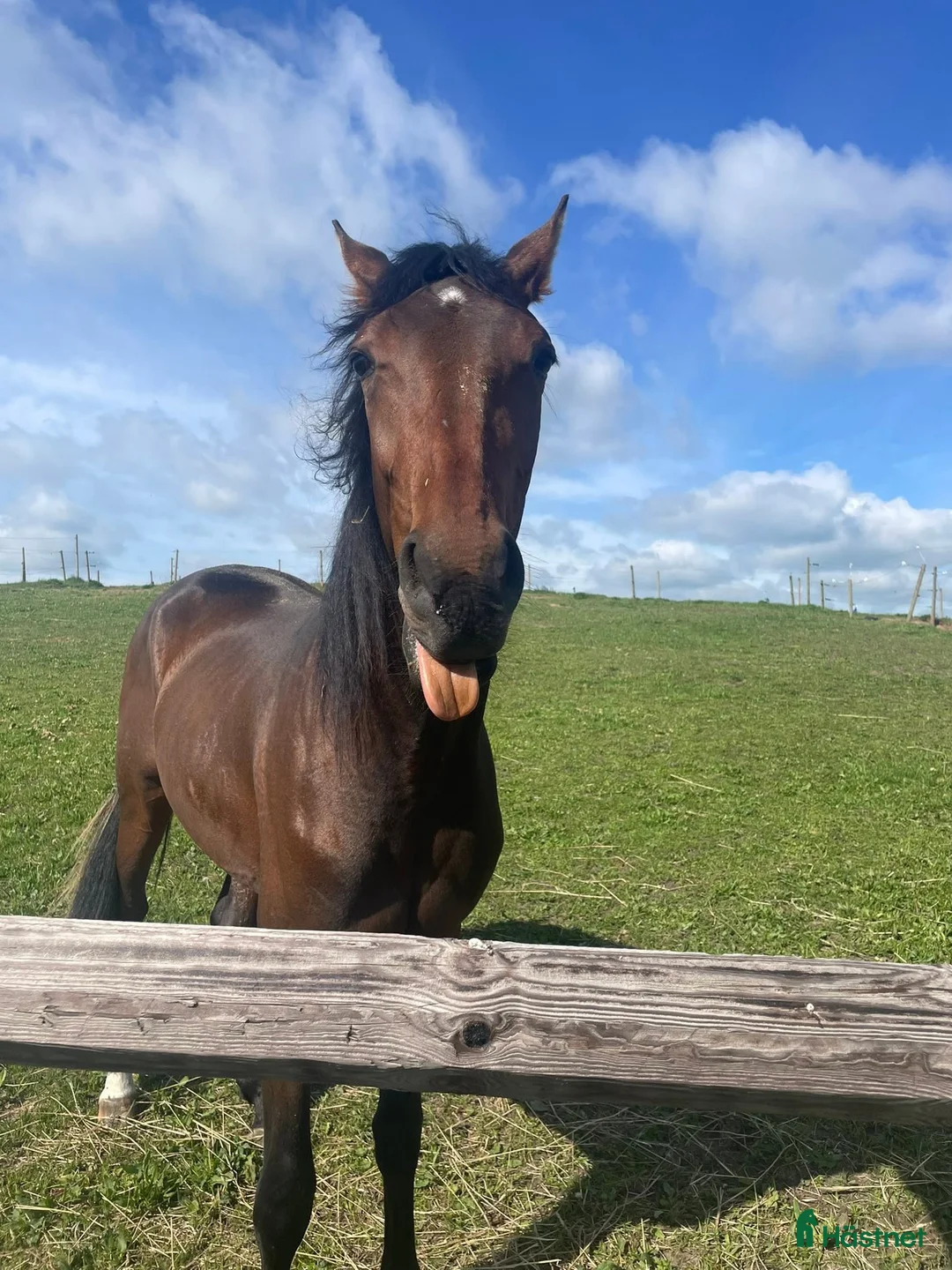 Trav hästar till salu: 2-årig valack till trav - Annons 1