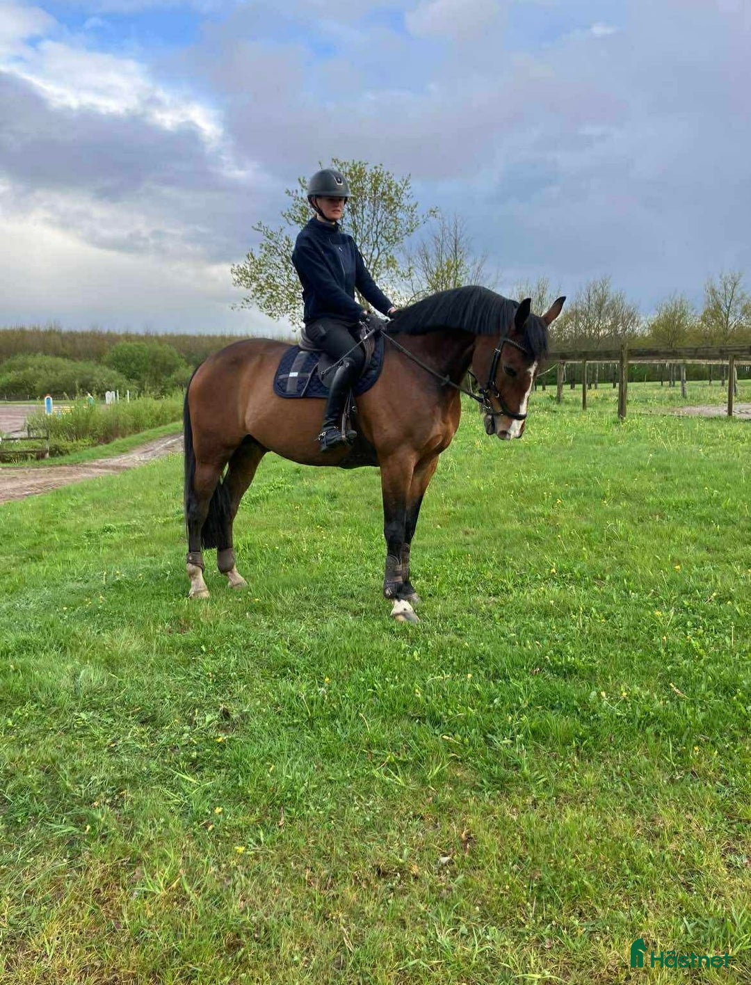 Hoppning hästar till salu: Trevlig SWB-valack! i Svalöv - Annons 3