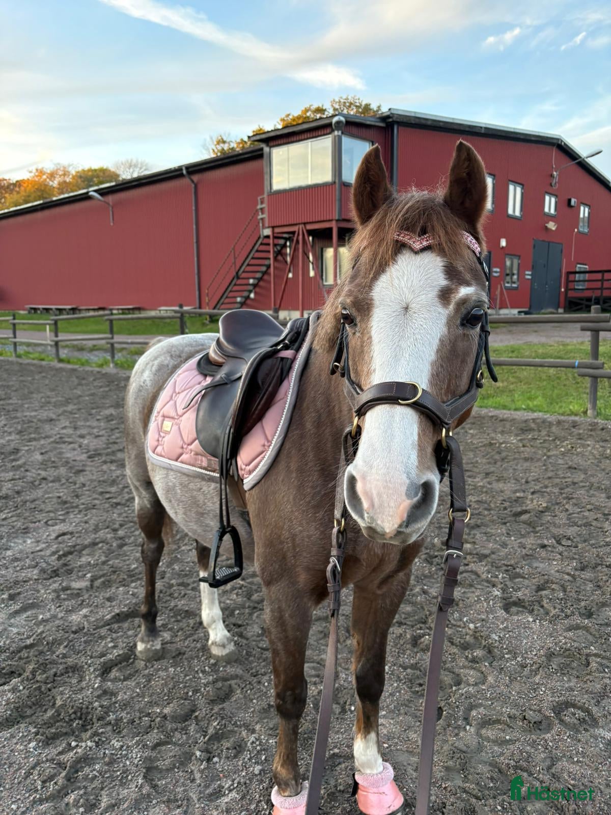  hästar Klok Welshkille  i Grums - Annons 10